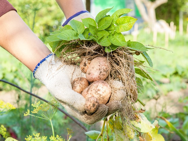 Kỹ thuật trồng và chăm sóc cây khoai tây năng suất nhất