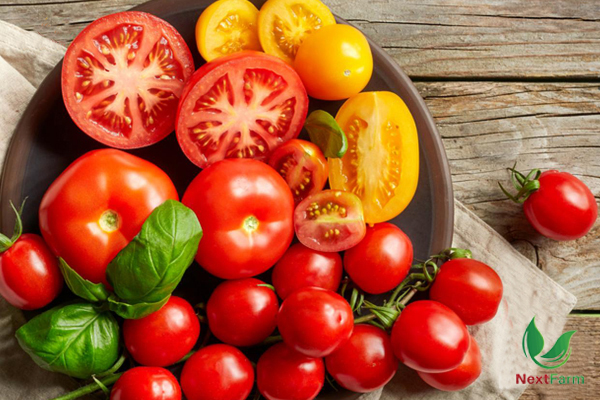 Cách trồng và chăm sóc cây cà chua