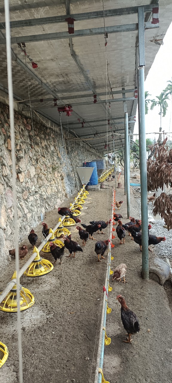 Giải pháp chăn nuôi gà tự động Nextfarm