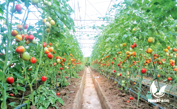 Cách trồng và chăm sóc cà chua