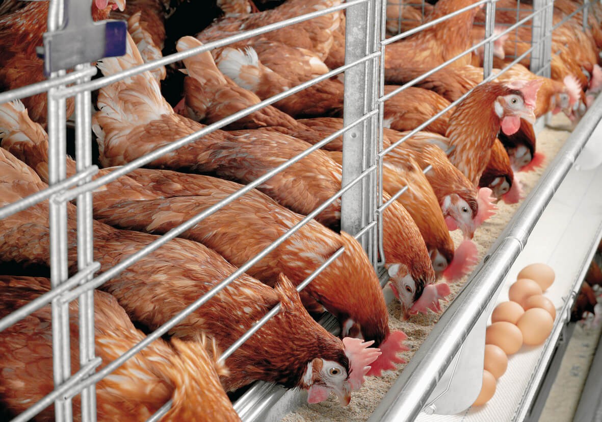 Kỹ thuật nuôi gà đẻ trứng – mang lại hiệu quả kinh tế cao - Nextfarm