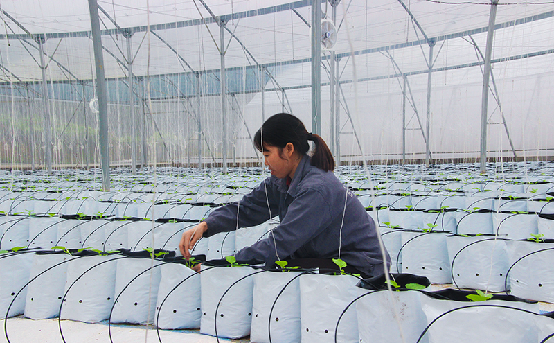 Nextfarm triển khai Giải pháp Nông nghiệp thông minh cho Rau sạch Quảng Tân Đầm Hà Quảng Ninh