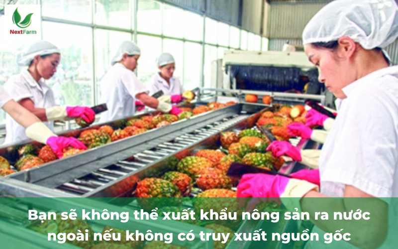Nỗ lực đưa nông sản Việt Nam xuất khẩu ra thị trường quốc tế