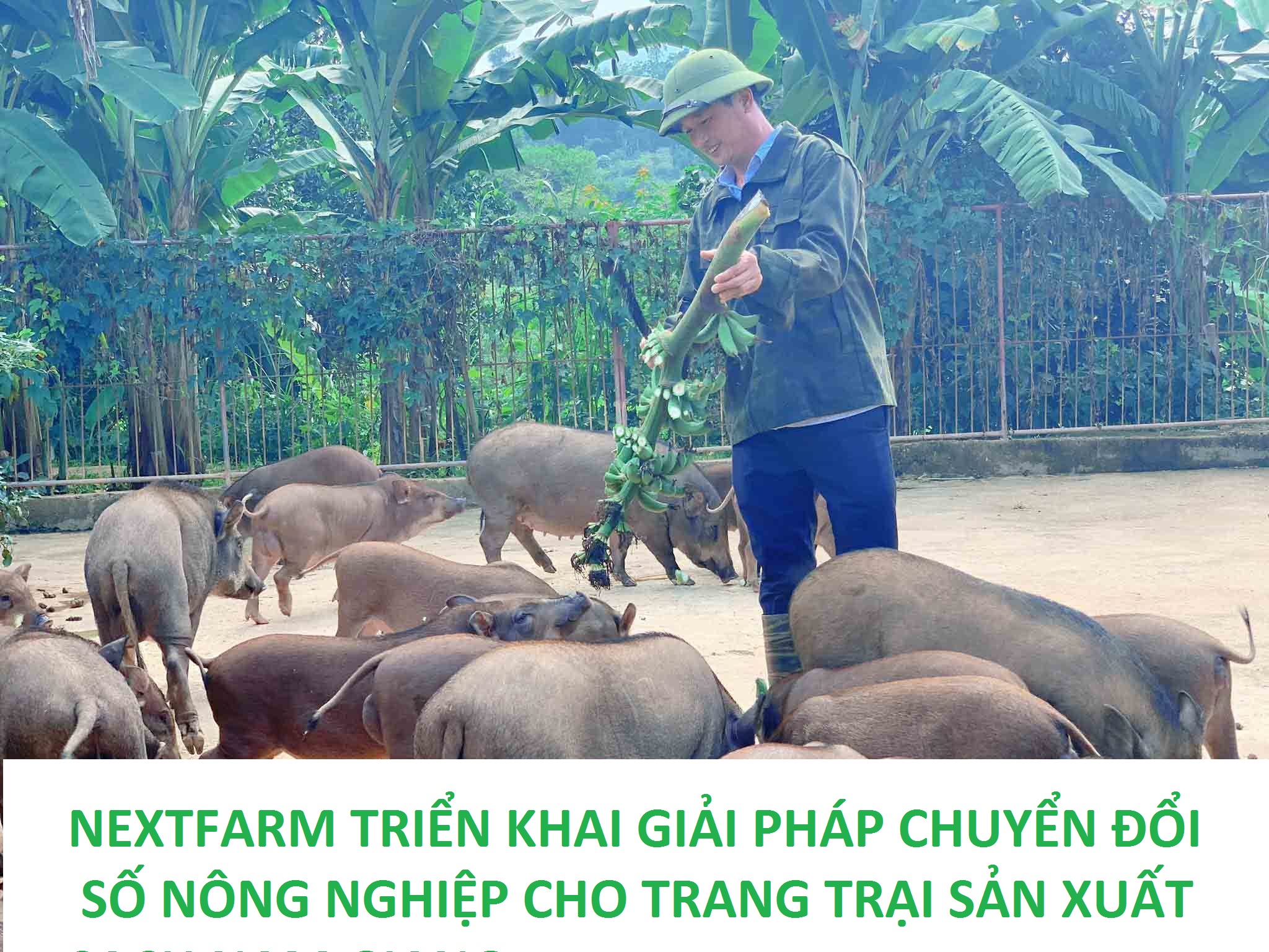 [Hà Tĩnh] – Nextfarm triển khai giải pháp chuyển đổi số nông nghiệp cho trang trại sản xuất Nam Giang